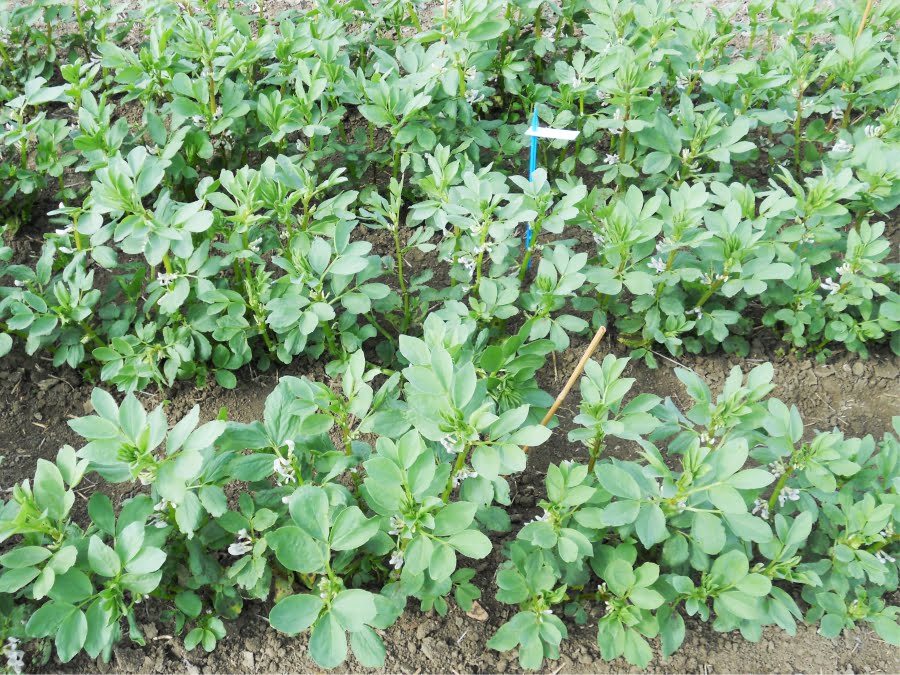 Cultivo ecológico de legumbres locales