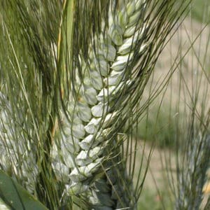 Trigo duro