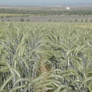 Triticale