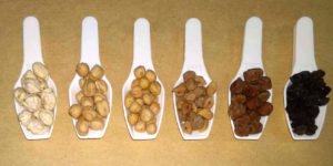 Variedades de garbanzo andaluz tradicional