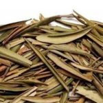 hoja de olivo
