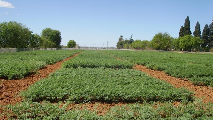 cultivos de garbanzo de la campiña cordobesa