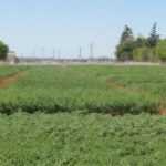 miluma participa en el proyecto por la IGP del garbanzo de la campiña cordobesa