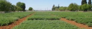 miluma participa en el proyecto por la IGP del garbanzo de la campiña cordobesa