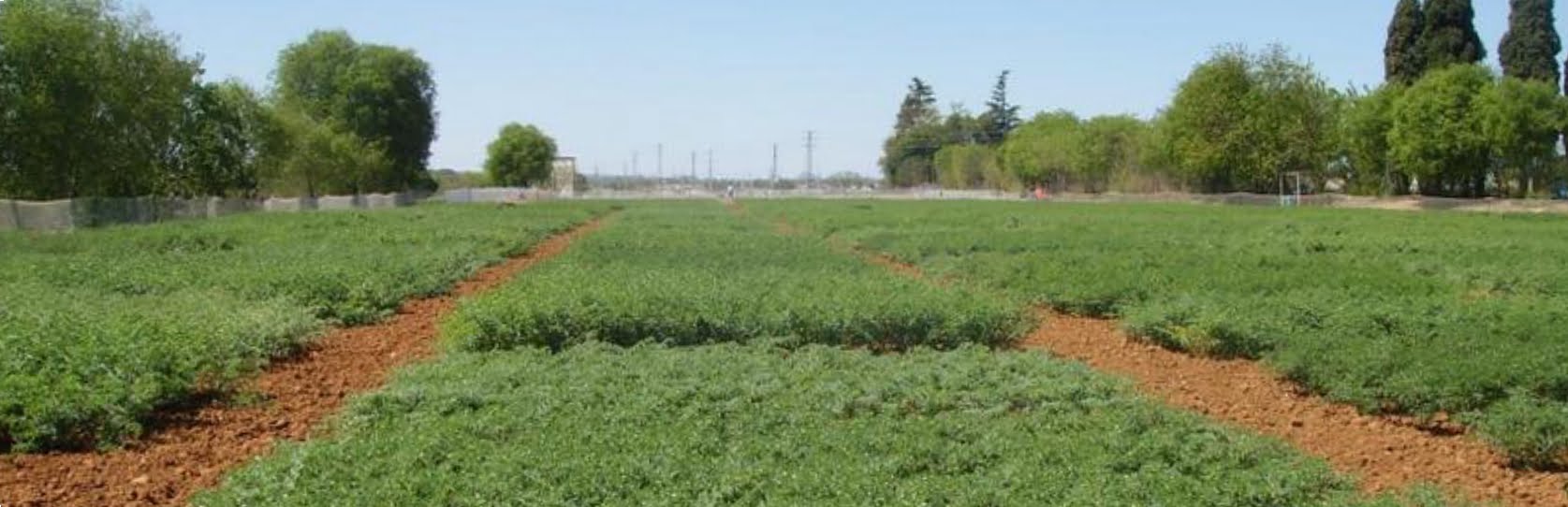 miluma participa en el proyecto por la IGP del garbanzo de la campiña cordobesa