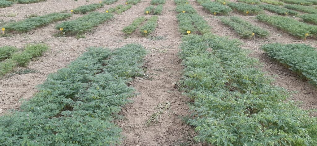 Garbanzos nacidos para ensayo IGP garbanzo de córdoba