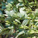 haboncillo Prothabon 101